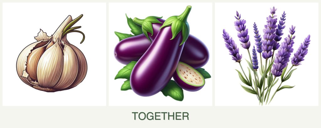 Can you plant garlic, eggplant and lavender together?