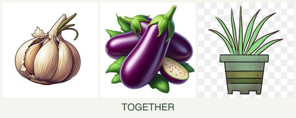 Can you plant garlic, eggplant and lemongrass together?