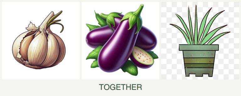 Can you plant garlic, eggplant and lemongrass together?