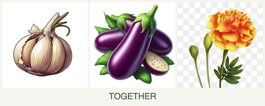 Can you plant garlic, eggplant and marigolds together?