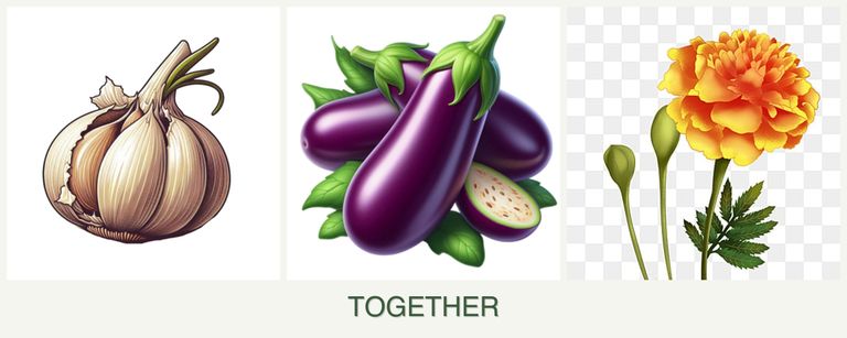 Can you plant garlic, eggplant and marigolds together?