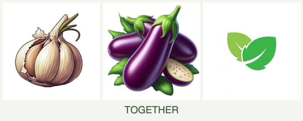 Can you plant garlic, eggplant and mint together?