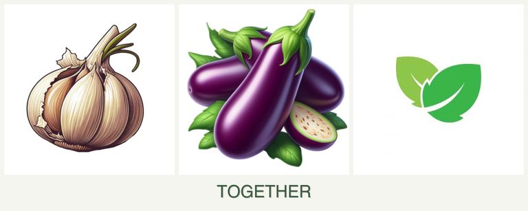 Can you plant garlic, eggplant and mint together?