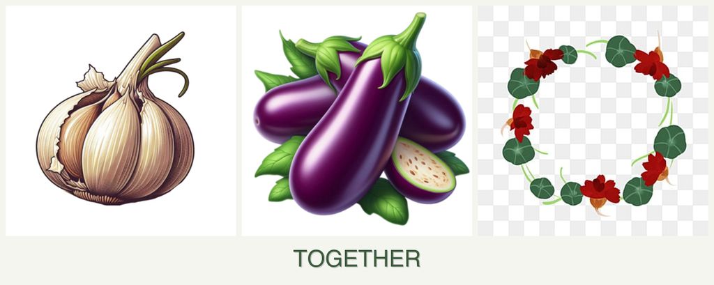 Can you plant garlic, eggplant and nasturtiums together?