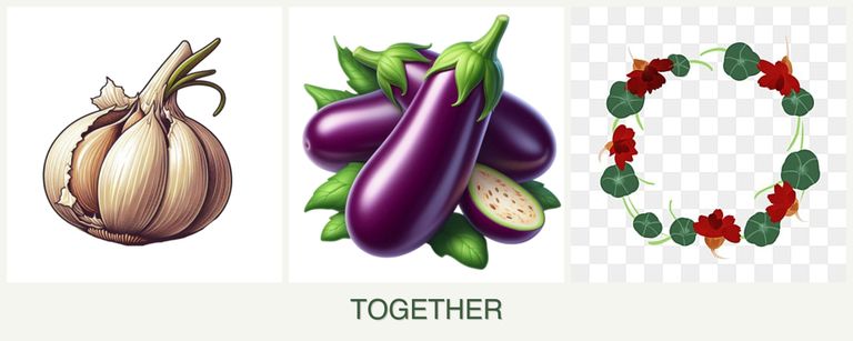 Can you plant garlic, eggplant and nasturtiums together?