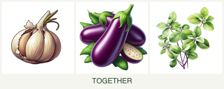 Can you plant garlic, eggplant and oregano together?