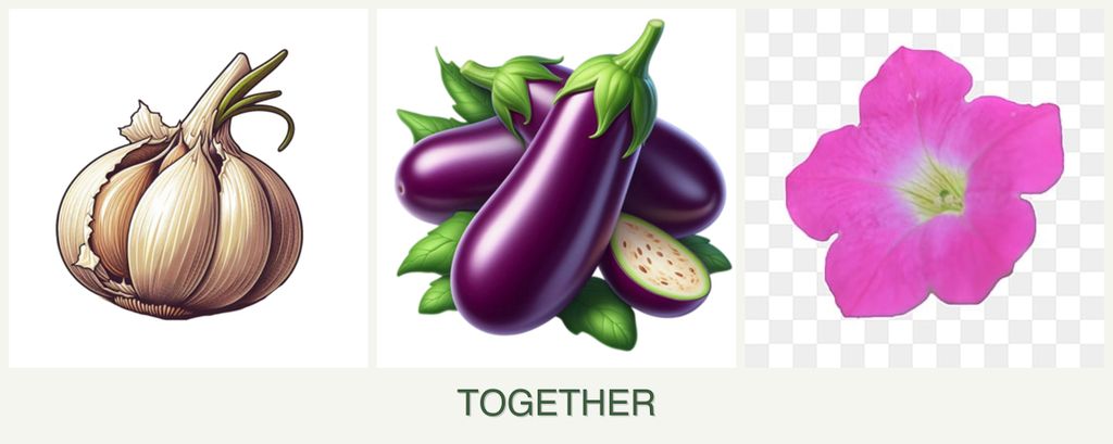 Can you plant garlic, eggplant and petunias together?