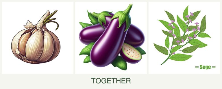 Can you plant garlic, eggplant and sage together?