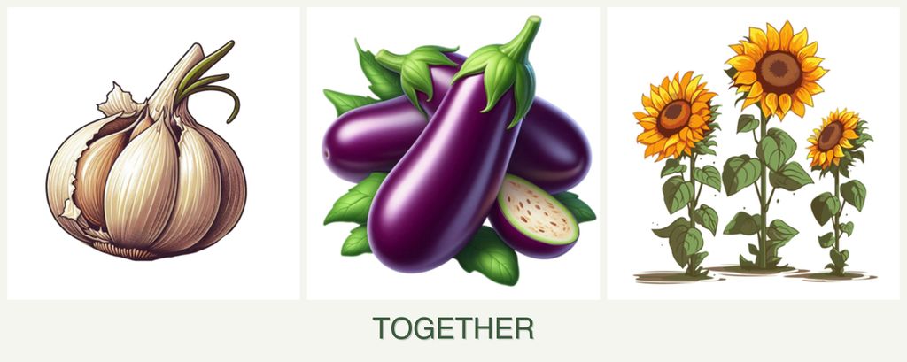 Can you plant garlic, eggplant and sunflowers together?