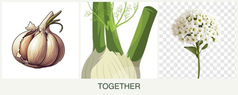 Can you plant garlic, fennel and alyssum together?