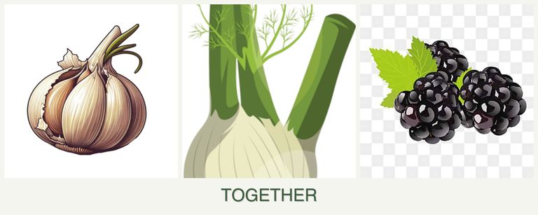 Can you plant garlic, fennel and blackberries together?