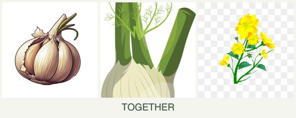 Can you plant garlic, fennel and calendula together?