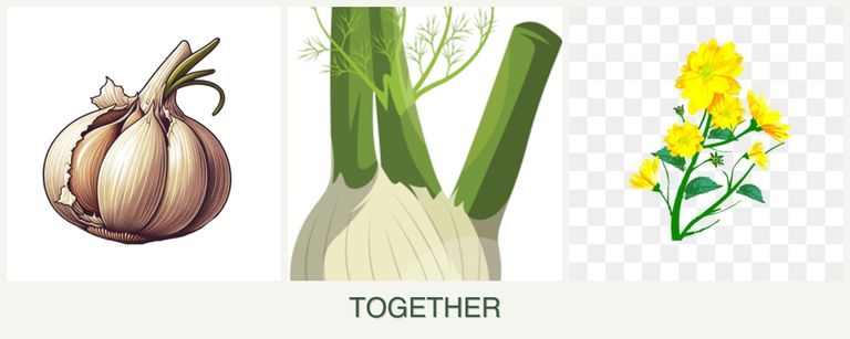 Can you plant garlic, fennel and calendula together?