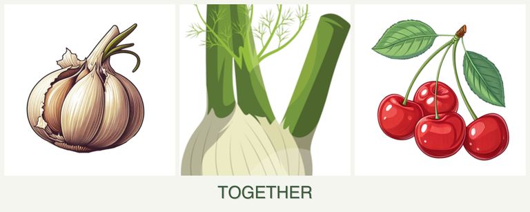 Can you plant garlic, fennel and cherries together?
