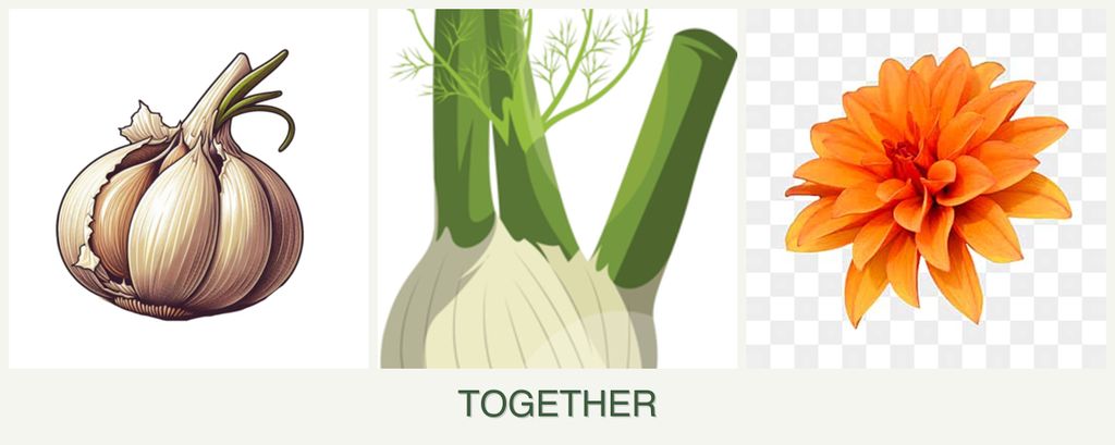 Can you plant garlic, fennel and dahlias together?
