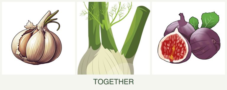 Can you plant garlic, fennel and figs together?
