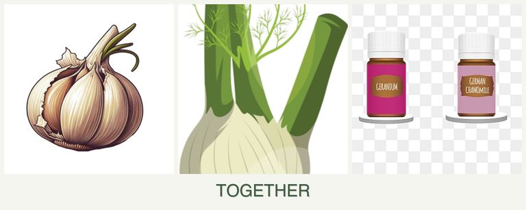 Can you plant garlic, fennel and geraniums together?