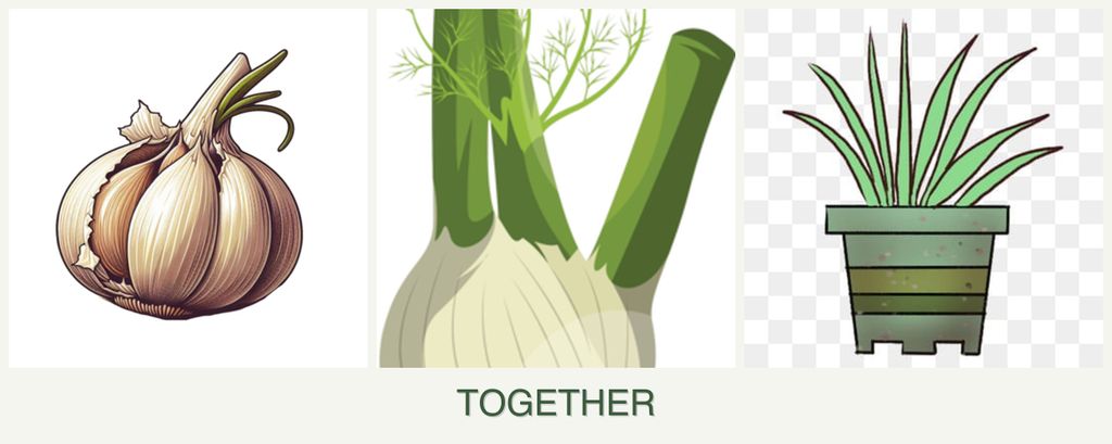 Can you plant garlic, fennel and lemongrass together?