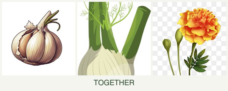 Can you plant garlic, fennel and marigolds together?