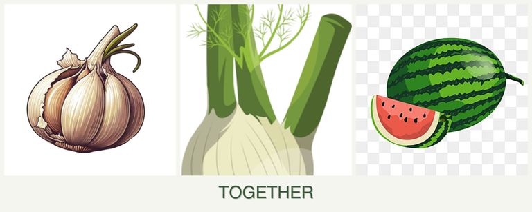 Can you plant garlic, fennel and melons together?