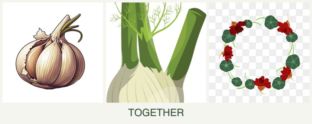 Can you plant garlic, fennel and nasturtiums together?