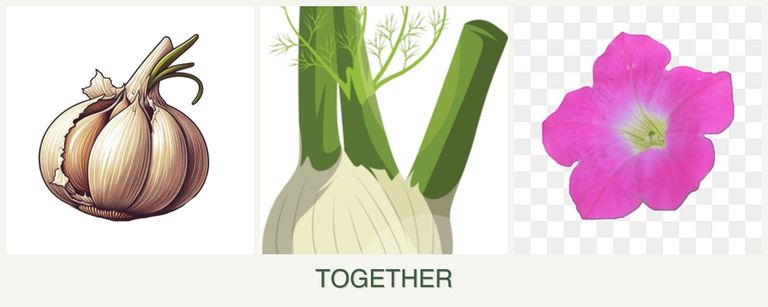 Can you plant garlic, fennel and petunias together?