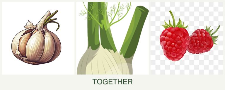 Can you plant garlic, fennel and raspberries together?
