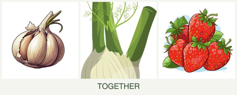 Can you plant garlic, fennel and strawberries together?