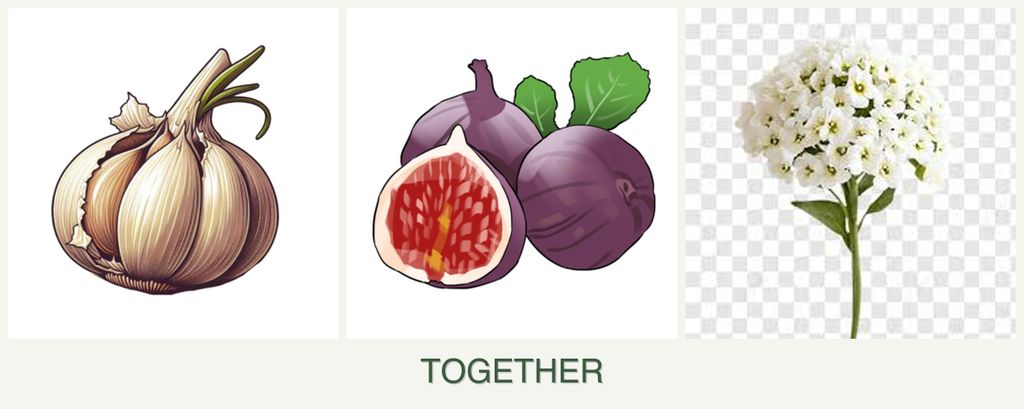 Can you plant garlic, figs and alyssum together?