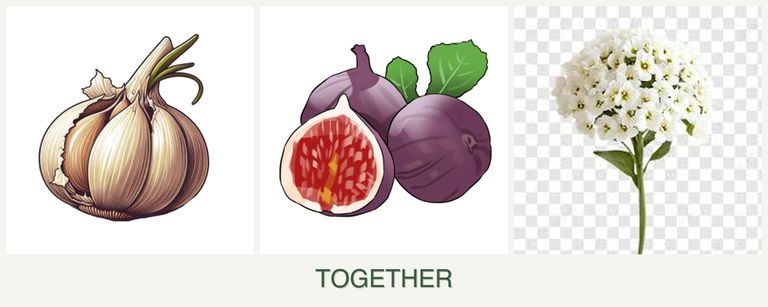 Can you plant garlic, figs and alyssum together?