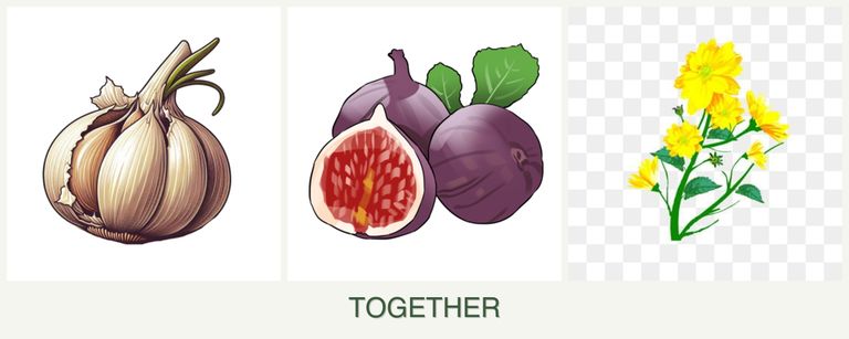 Can you plant garlic, figs and calendula together?