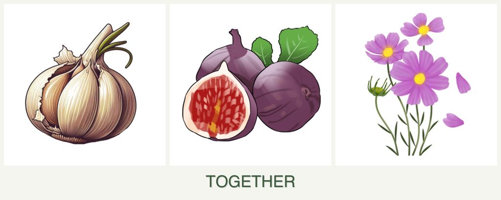 Can you plant garlic, figs and cosmos together?