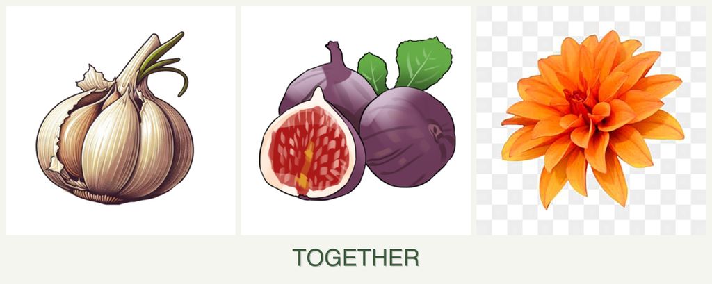 Can you plant garlic, figs and dahlias together?