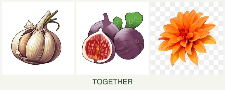 Can you plant garlic, figs and dahlias together?