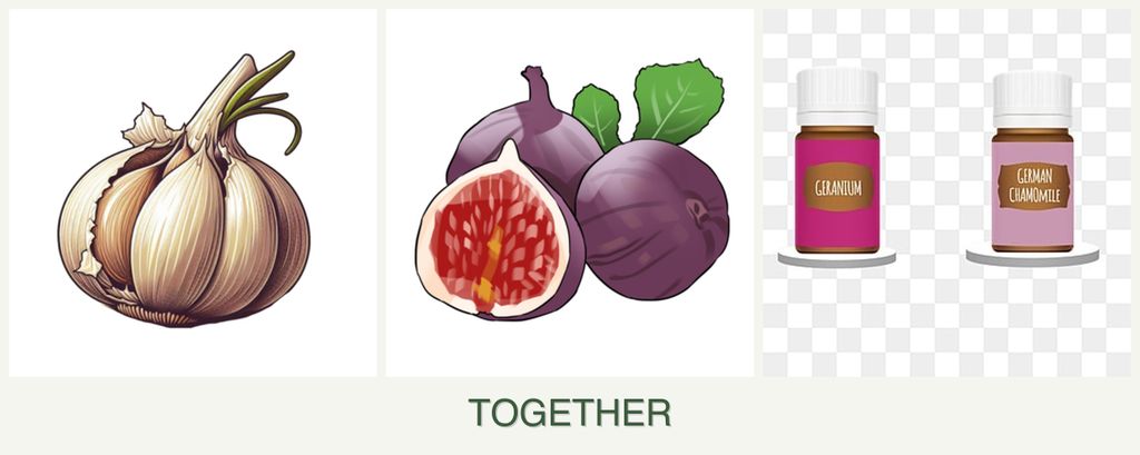Can you plant garlic, figs and geraniums together?