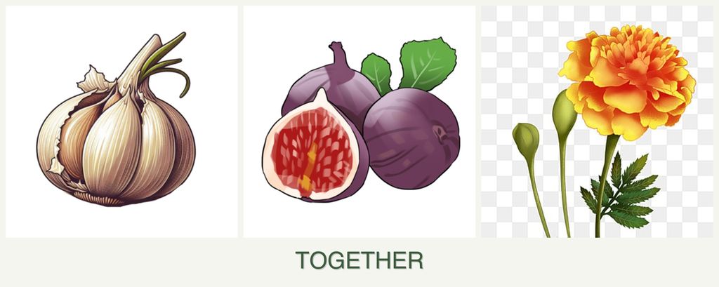 Can you plant garlic, figs and marigolds together?