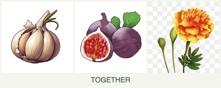 Can you plant garlic, figs and marigolds together?