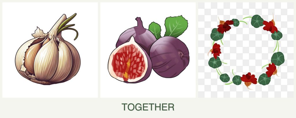 Can you plant garlic, figs and nasturtiums together?