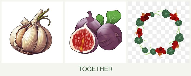 Can you plant garlic, figs and nasturtiums together?