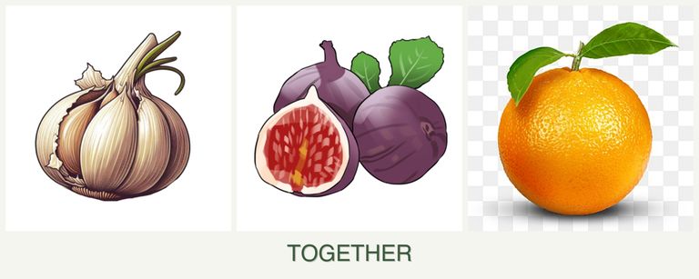 Can you plant garlic, figs and oranges together?
