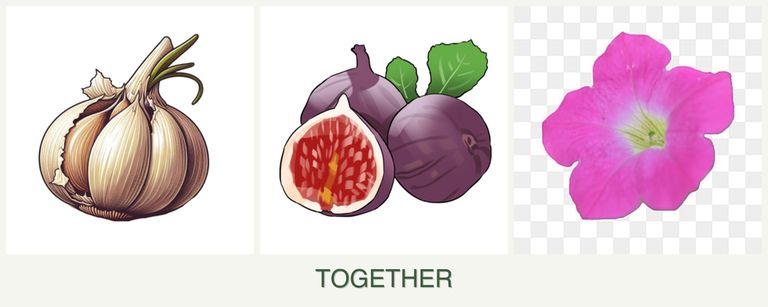 Can you plant garlic, figs and petunias together?