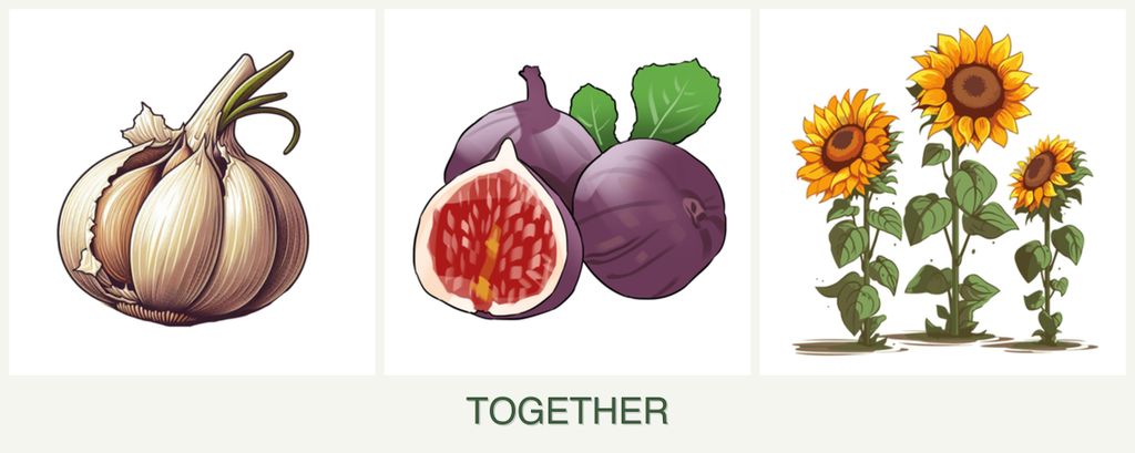 Can you plant garlic, figs and sunflowers together?