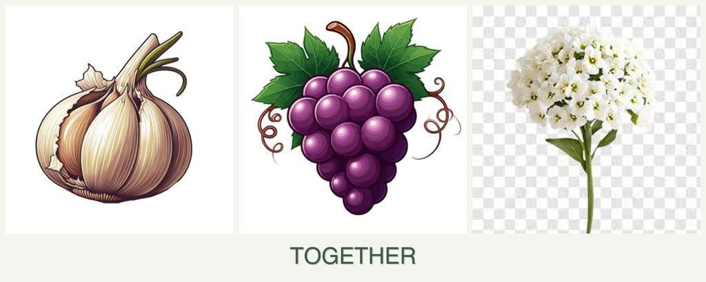 Can you plant garlic, grapes and alyssum together?