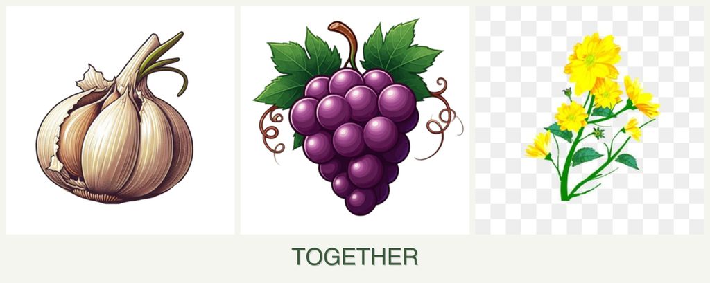 Can you plant garlic, grapes and calendula together?