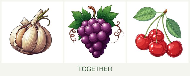 Can you plant garlic, grapes and cherries together?