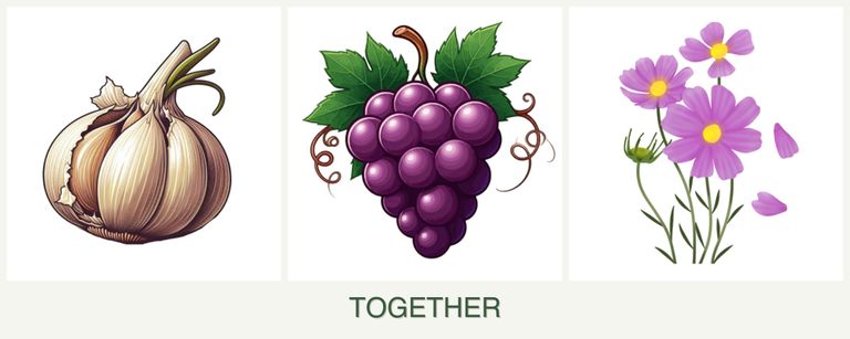 Can you plant garlic, grapes and cosmos together?