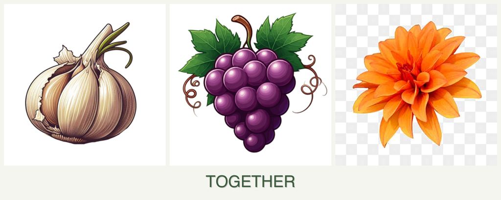 Can you plant garlic, grapes and dahlias together?
