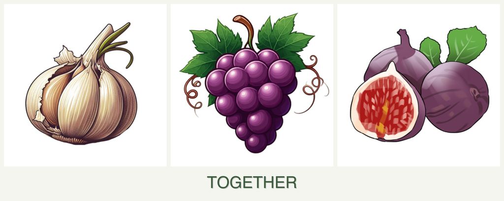 Can you plant garlic, grapes and figs together?