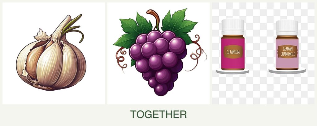 Can you plant garlic, grapes and geraniums together?