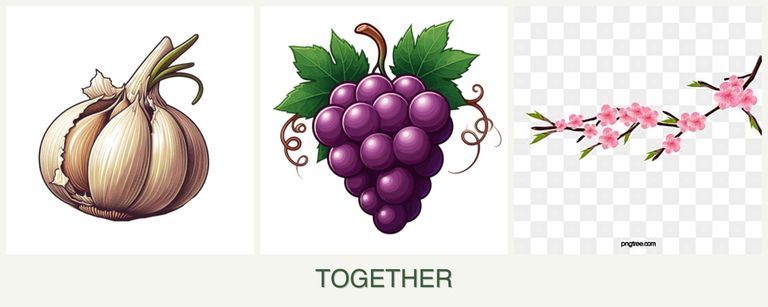 Can you plant garlic, grapes and peaches together?